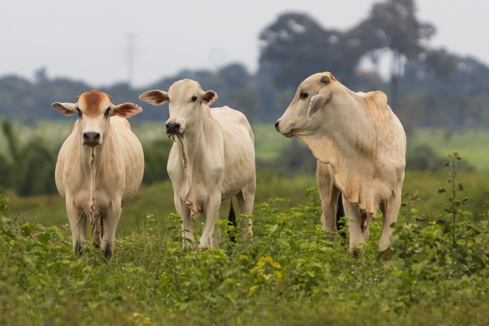Abate recorde de fêmeas impulsiona Mato Grosso à liderança nacional em 2025, aponta Imea